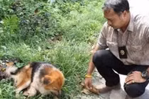 Chú chó đợi chủ bên đường quốc lộ suốt 7 tháng gây xúc động