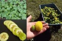 Cận cảnh dưa chuột lông siêu lạ độc giống hệt chôm chôm