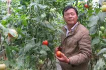 Trang trại cà chua Nhật, mỗi tháng bỏ túi gần 100 triệu 