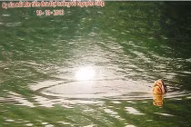 Xôn xao ảnh cụ Rùa nổi tiễn biệt Đại tướng