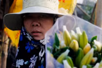 Người trồng hoa ở Hà Nội khóc ròng do ly nở sớm