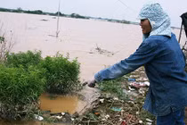 Nước sông Hồng lên cao, hàng nghìn gốc đào Nhật Tân bị nhấn chìm