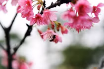 Hoa anh đào Nhật Bản bung nở giữa trời Hà Nội đúng Tết Nguyên đán