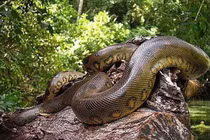 Rợn người trăn anaconda quấn siết con mồi khủng tới chết 