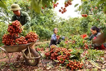 Chưa từng có: Đất vải thiều thu gần 6.300 tỷ chỉ trong hơn 2 tháng
