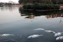 Đã tìm ra nguyên nhân cá nổi chết bất thường ở hồ Hoàng Cầu