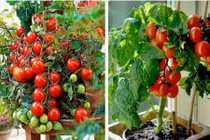 Cách trồng cà chua bonsai đẹp chơi Tết cực dễ