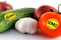 Thực phẩm biến đổi gen vào Việt Nam từ bao giờ?