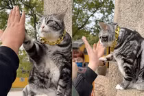 Chú mèo “siêu sao” Trung Quốc: Netizen đổ xô đến để được high-five