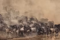 "Vũ điệu hoang dã" châu Phi mùa di cư