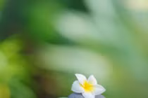 Buông bỏ