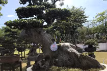 Cận cảnh những cây bonsai dáng đẹp giá đến vài tỷ ở Bình Định