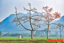 Hàng hoa gạo ngoại thành gìn giữ hồn quê đất Việt