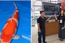 Mua cá sống đắt nhất thế giới với giá “siêu to khổng lồ" 42 tỷ đồng