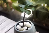 Giữa đêm vợ đi khám bệnh, chồng ở nhà xin cháu dâu cho ngủ cùng