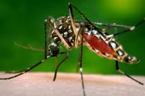 Nhật Bản xác nhận ca nhiễm virus Zika đầu tiên