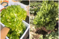 Sự thật về loại rau mầm đá Sa Pa chỉ 20.000 đồng/kg