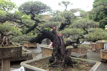 Mê mẩn loạt bonsai phi lao lạ mắt