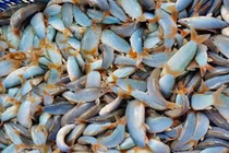 Loài cá lạ hóa “mỏ vàng”, bán 800.000/kg người mua nườm nượp