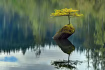 10 kiệt tác bonsai đẹp hiếm có, giá "vô đối"