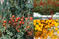Ngỡ ngàng những cây cà chua “vỡ kế hoạch” cho nghìn trái
