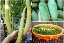 3 giống dưa chuột “quái đản” khiến bà nội trợ Việt mê tít