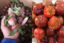 Đắt gấp 5 lần chính vụ, mận hậu Sơn La đầu mùa vẫn cháy hàng
