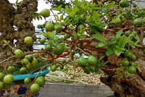 Sững sờ cây ổi 300 tuổi, đại gia trả tiền tỷ không mua nổi
