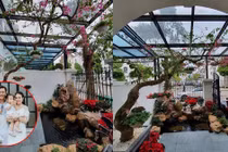 Ngắm cây cảnh quý trong biệt thự triệu đô của Tuấn Hưng