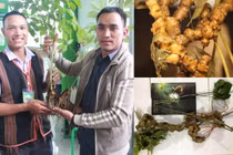 “Giật mình” những cây sâm Ngọc Linh giá ngang ngửa căn chung cư