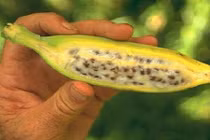 Ngỡ ngàng những giống chuối khổng lồ kỳ quặc nhất hành tinh