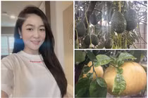 Khu vườn ngập hoa trái “ăn không hết” của Hà Thanh Xuân tại Mỹ