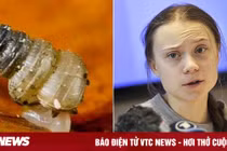 Ốc sên siêu nhỏ mới phát hiện được đặt tên theo Greta Thunberg