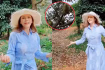 "Đột nhập" vườn trái cây rộng 1 ha của Lý Nhã Kỳ