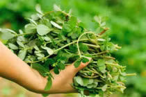 3 loại rau được tôn là “rau trường thọ”, ở Việt Nam mọc đầy mà không biết 
