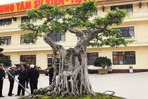 Sửng sốt trước vẻ đẹp hiếm có của cây sanh “ngai vàng” 