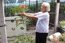 Mỗi năm kiếm gần nửa tỷ từ vườn lan