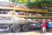 Trung Quốc chưa đồng ý mở cửa cho thịt lợn Việt Nam 