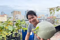 Mướt mắt vườn rau quả trĩu trịt trên sân thượng nhà Trọng Tấn