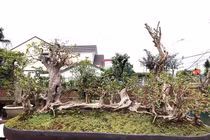Bonsai ổi dáng “kỳ quái” khiến đại gia mê mẩn