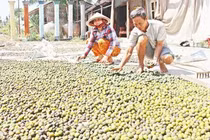 Làm giàu khác người: Cả làng đổ bỏ, nhặt rác này về phơi kiếm bộn tiền