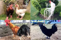 4 giống gà “đắt cắt cổ” vẫn được ưa chuộng tại Việt Nam