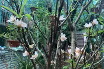 Đào nở sớm giá bạc triệu/cành, chị em Hà thành lùng mua chơi Tết sớm 