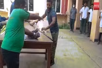 Video: Cận cảnh hổ mang chúa 3,6m được bó bột trị thương