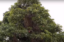 Tận mục siêu cây 120 tỷ đại gia bán chỉ để “vợ vui“