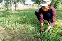 “Lộc trời” xưa vứt đi, nay đem về trồng không cần chăm vẫn có tiền triệu
