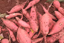 Khoai lang Hàn 400.000 đồng/kg vẫn khiến bà nội trợ mê tít