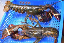 Tôm hùm Alaska chỉ 170.000 đồng/kg và sự thật “hãi hùng“