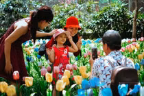 Khách kéo nhau chụp hình, giẫm nát vườn hoa hồng hoa tulip trong ngày đầu xuân