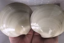 Sò bơ Mỹ nhập khẩu 100.00 đồng/con "hút" nhà giàu Việt